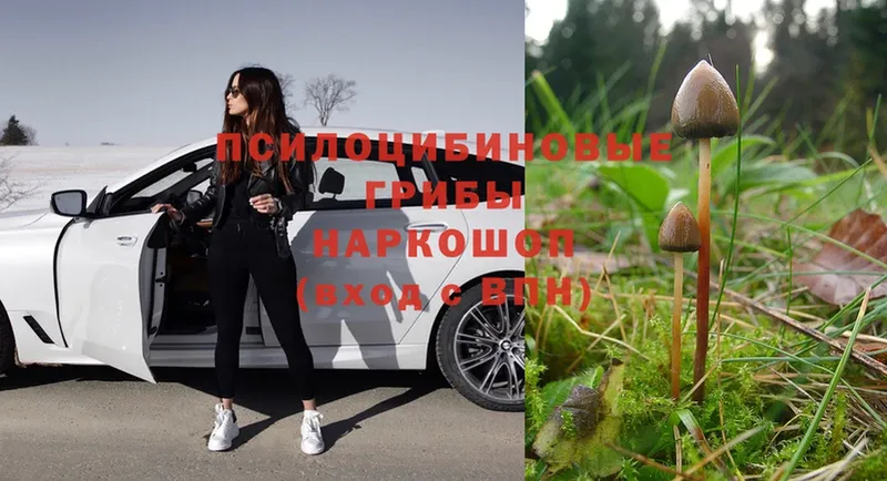 Галлюциногенные грибы MAGIC MUSHROOMS  купить   Морозовск 